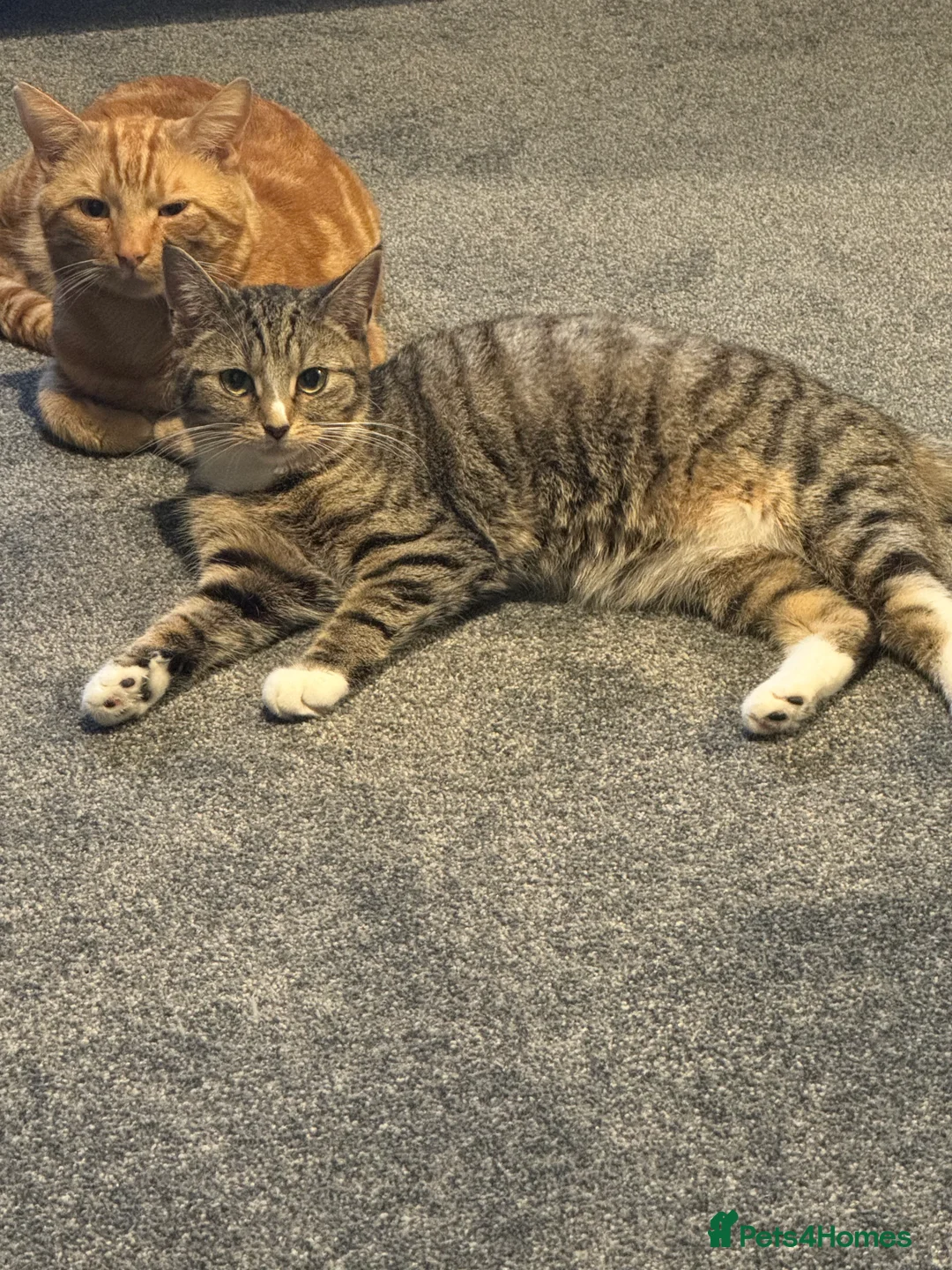 Mixed Breed cats for sale: Tilly our beautiful house cat. - Advert 1