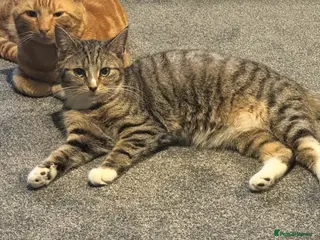 Mixed Breed cats Tilly our beautiful house cat. - Advert 5