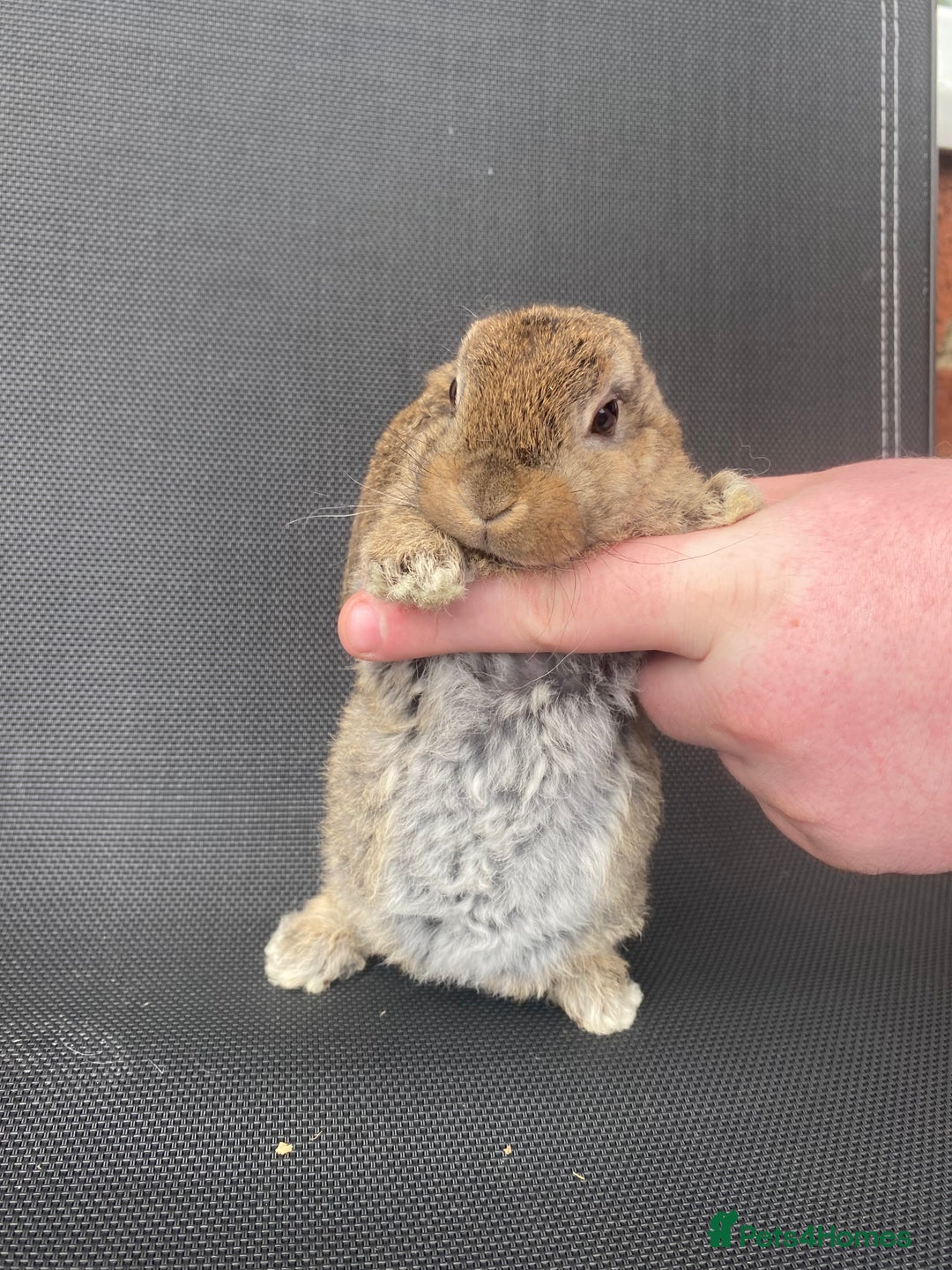 French Lop rabbits for sale: Baby lops  - Image 1