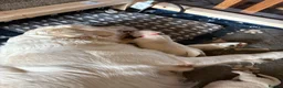 Golden Retriever dogs for sale: Stunning Cream Golden Retriever Puppies  - Advert 3