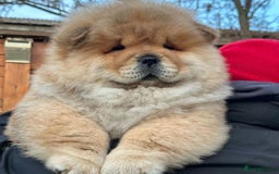 Chow Chow dogs for sale: Kc Registered Chow Chow Pups - Image 10