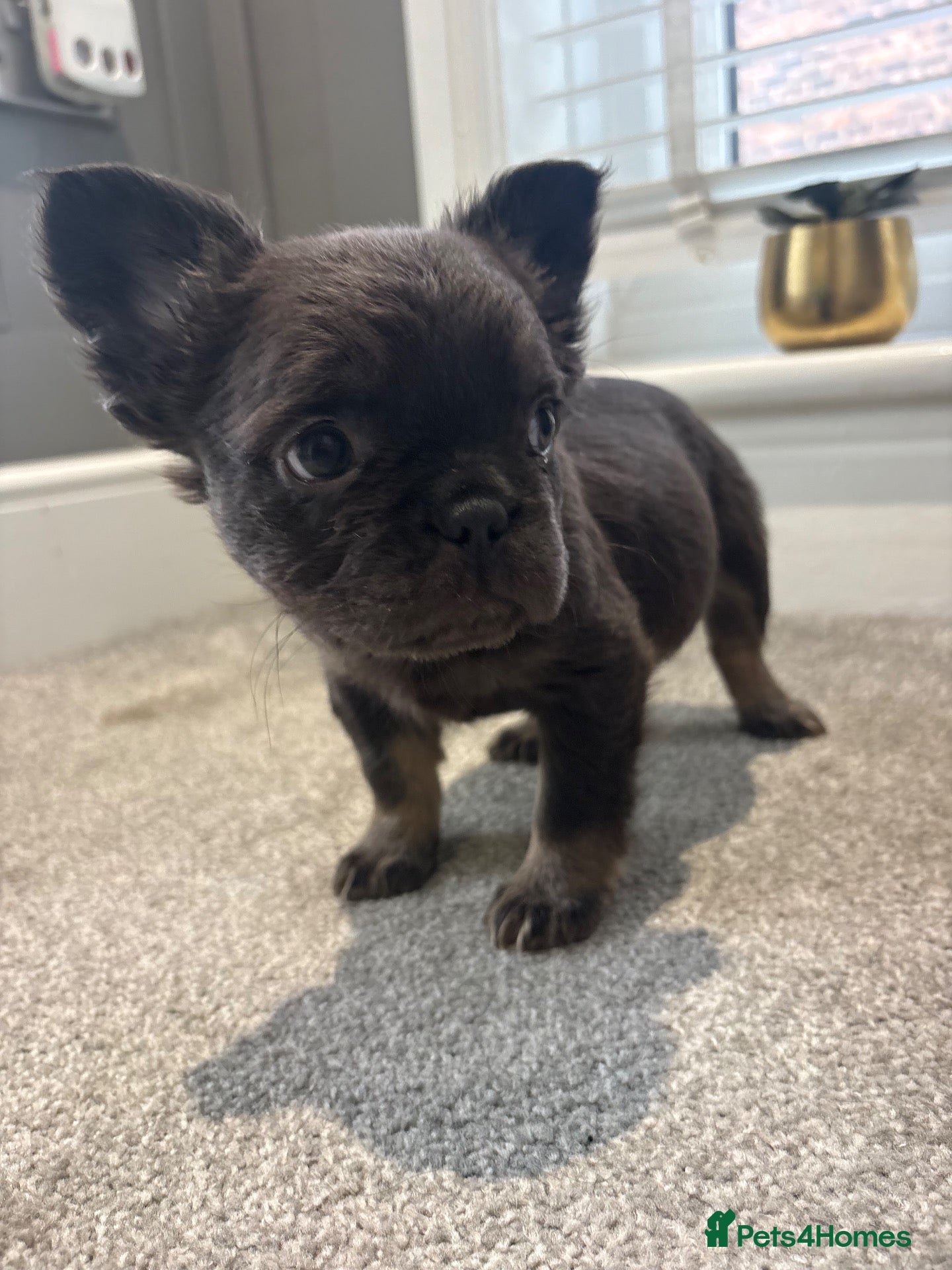 French Bulldog dogs for sale: 🎃🐾 FLUFFY FRENCH – READY! 🐾🎃 - Advert 2
