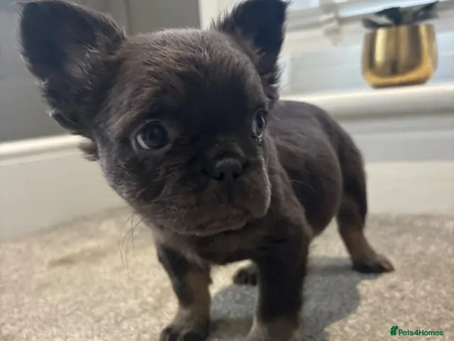 French Bulldog dogs for sale: 🎃🐾 FLUFFY FRENCH – READY! 🐾🎃 - Advert 2