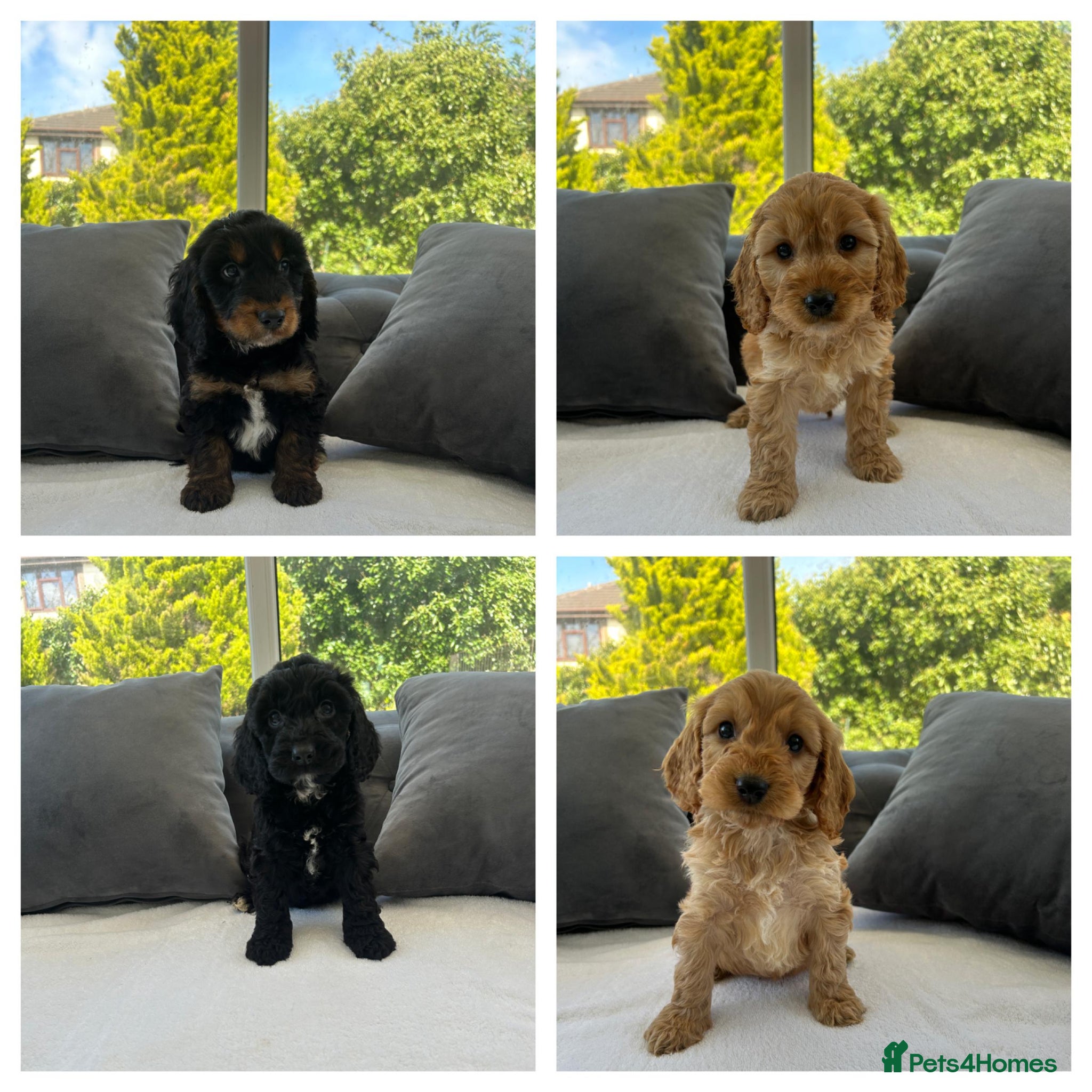 Cockapoo dogs F1 cockapoo puppies  - Advert 1