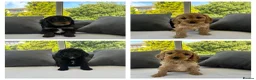 Cockapoo dogs for sale: F1 cockapoo puppies  - Advert 4