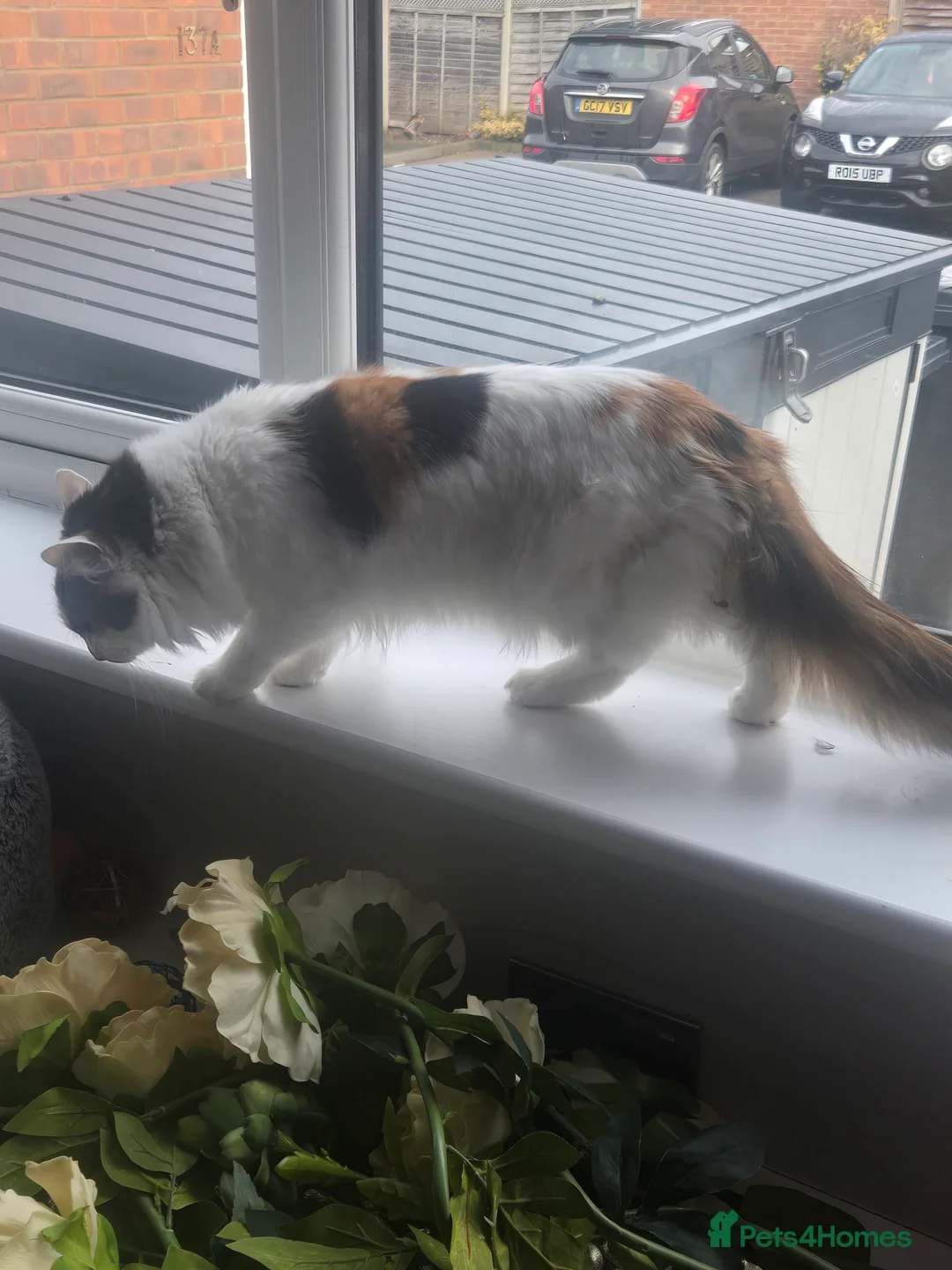 Mixed Breed cats for sale: mother and daughter  - Advert 2