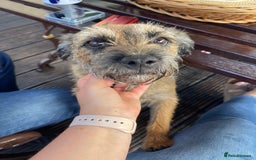 Border Terrier dogs for sale: Border Terrier Puppies  - Image 1