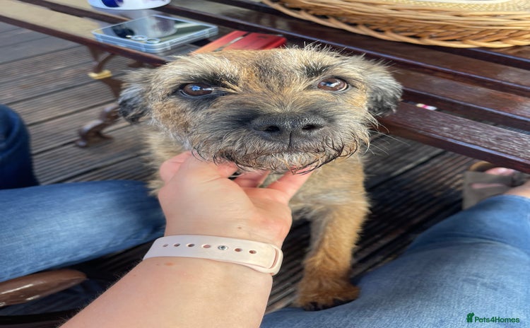 Border Terrier dogs - Advert 2
