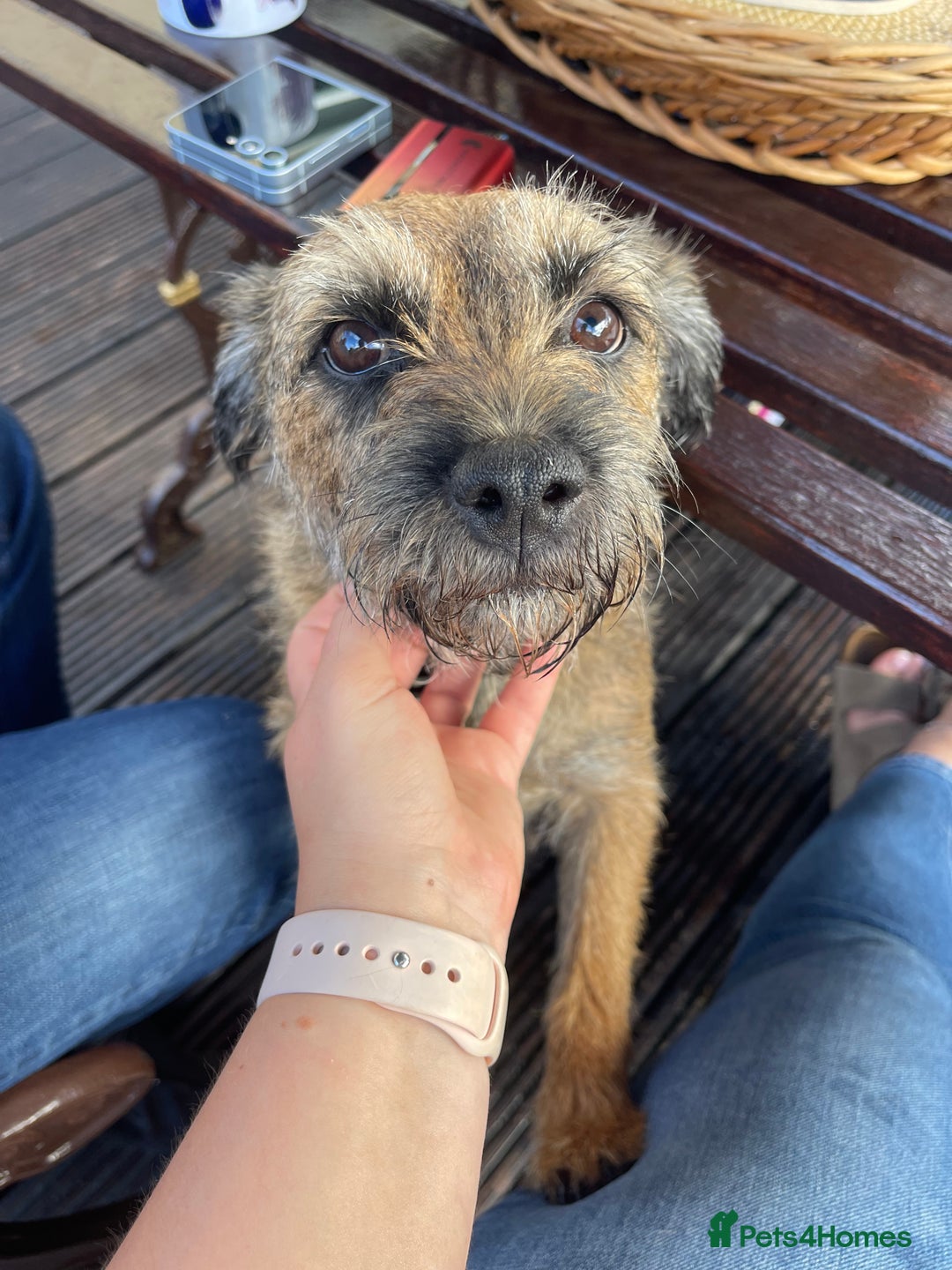 Border Terrier dogs for sale: Border Terrier Puppies  - Image 1