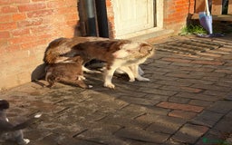 Border Collie dogs for sale: Border collie puppies  - Image 7