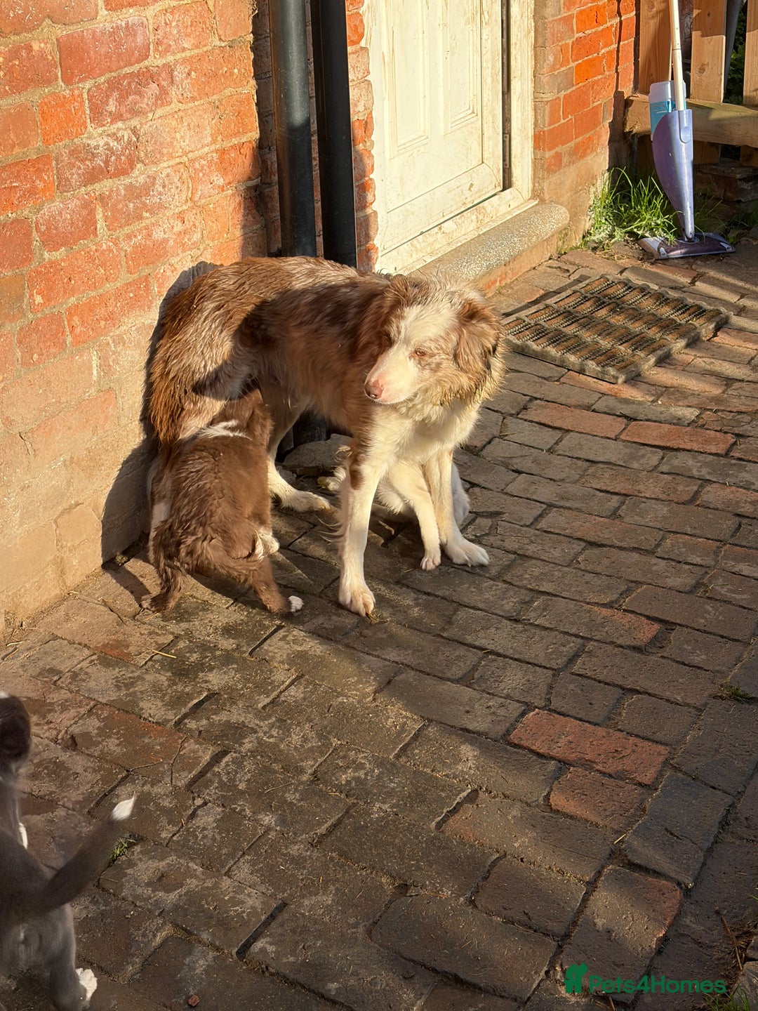 Border Collie dogs for sale: Border collie puppies  - Image 7