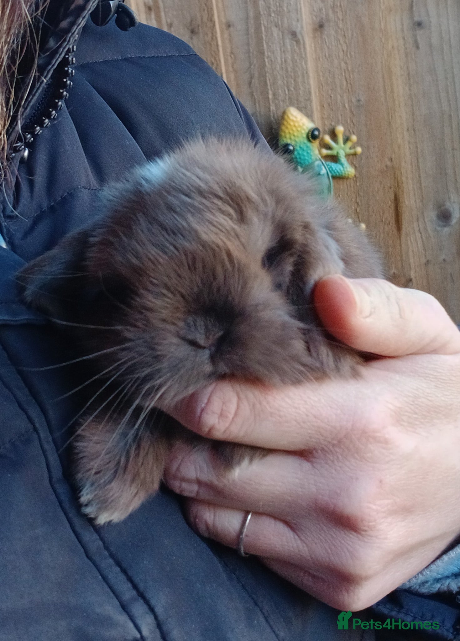 Mini Lop rabbits Purebred mini lops ready to reserve - Advert 16