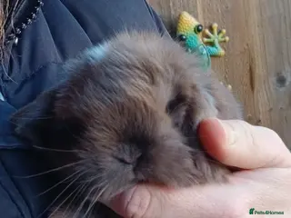 Mini Lop rabbits Purebred mini lops ready to reserve - Advert 16