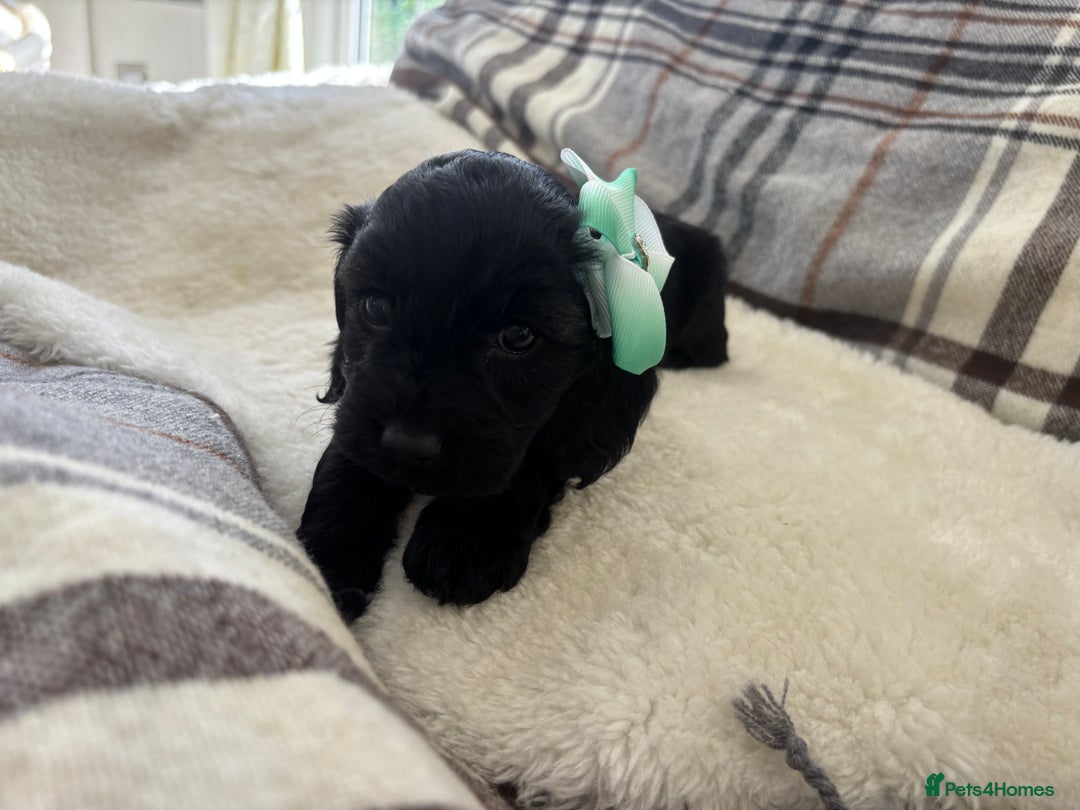 Cockapoo dogs for sale:  🐾SHOW TYPE F1 COCKAPOO PUPPIES 4 BOYS 2 GIRLS 🐾 - Image 18