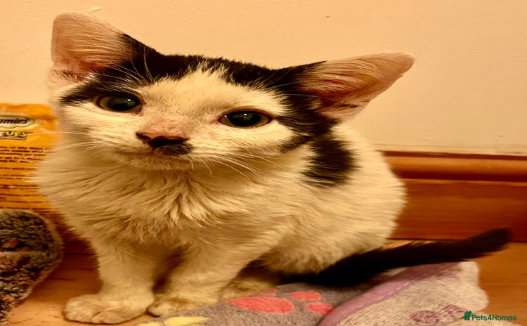 Mixed Breed cats - Advert 6