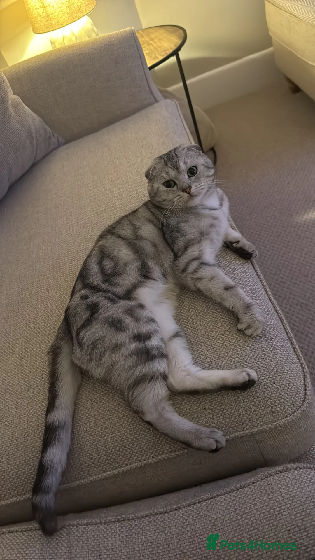 Scottish Fold cats for sale: Freddie 2 year old - Advert 7