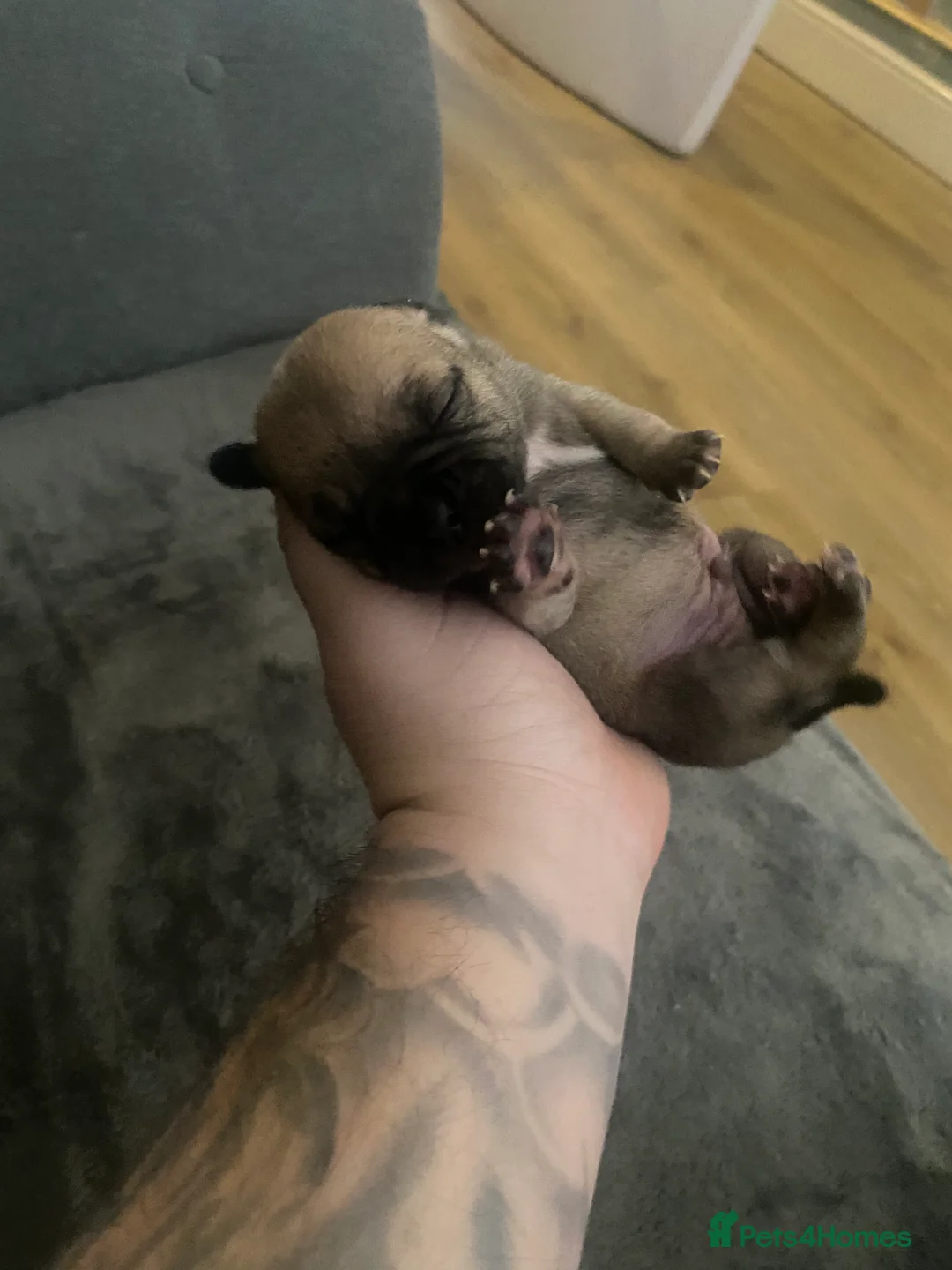 Jug dogs for sale: Jug pups  - Advert 13