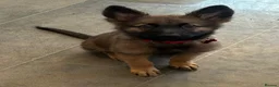 German Shepherd dogs for sale: Beautiful German shepherd cross Belgium shepherd  - Advert 17