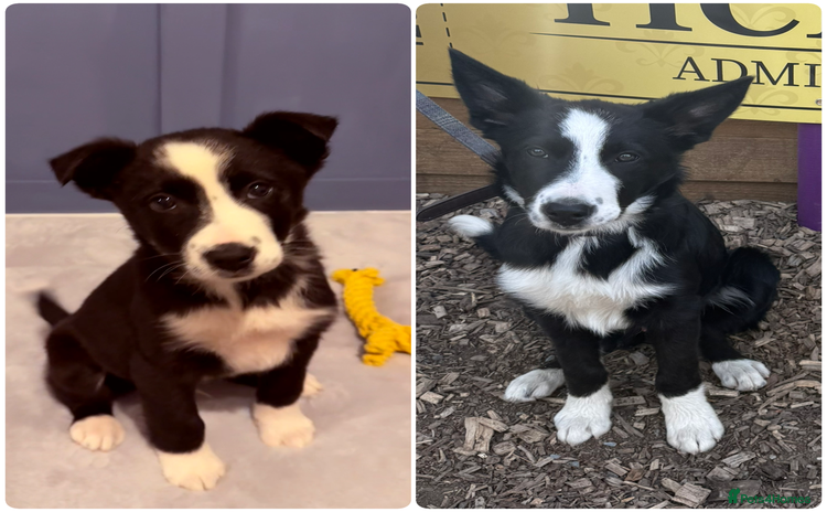Border Collie dogs - Advert 1