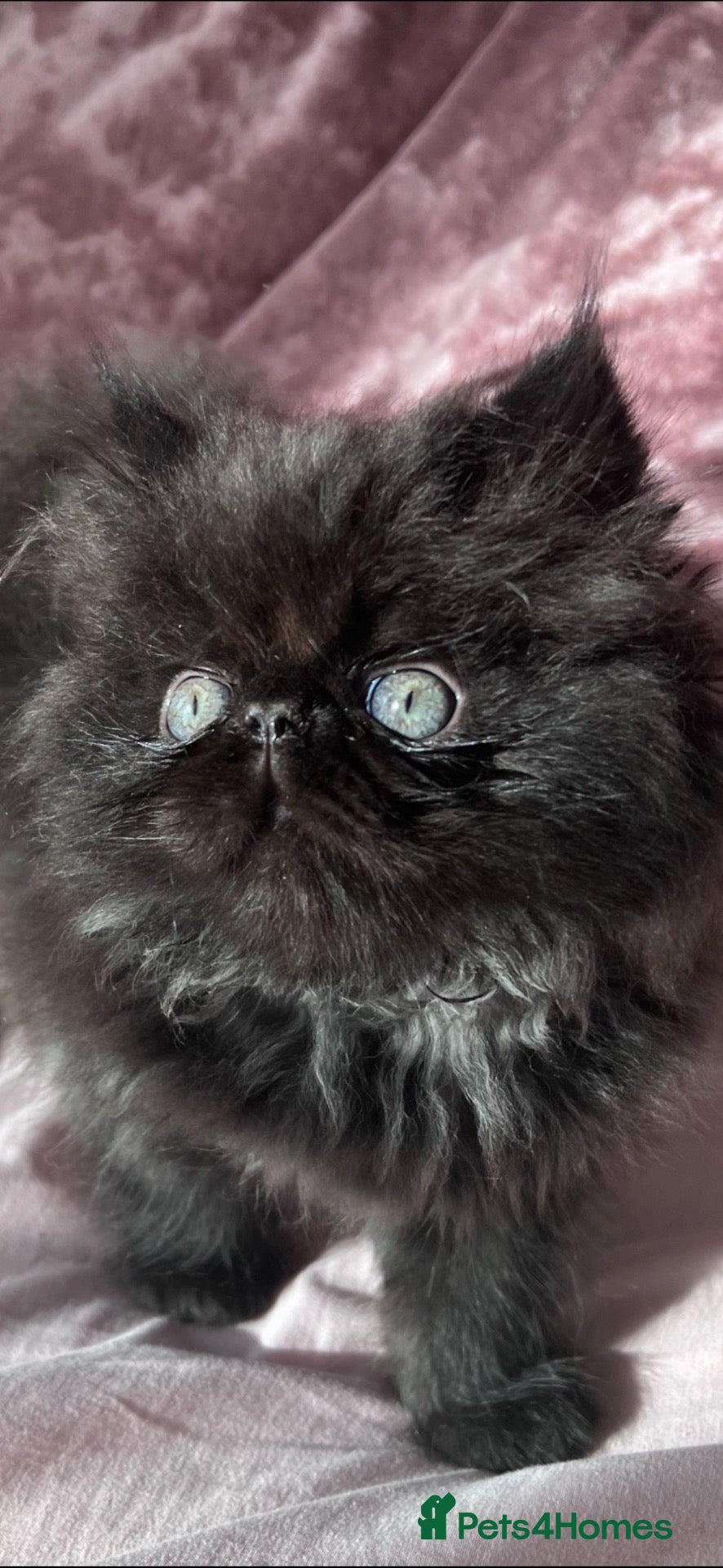 Persian cats rare black smoke Persian Kitten - Advert 2