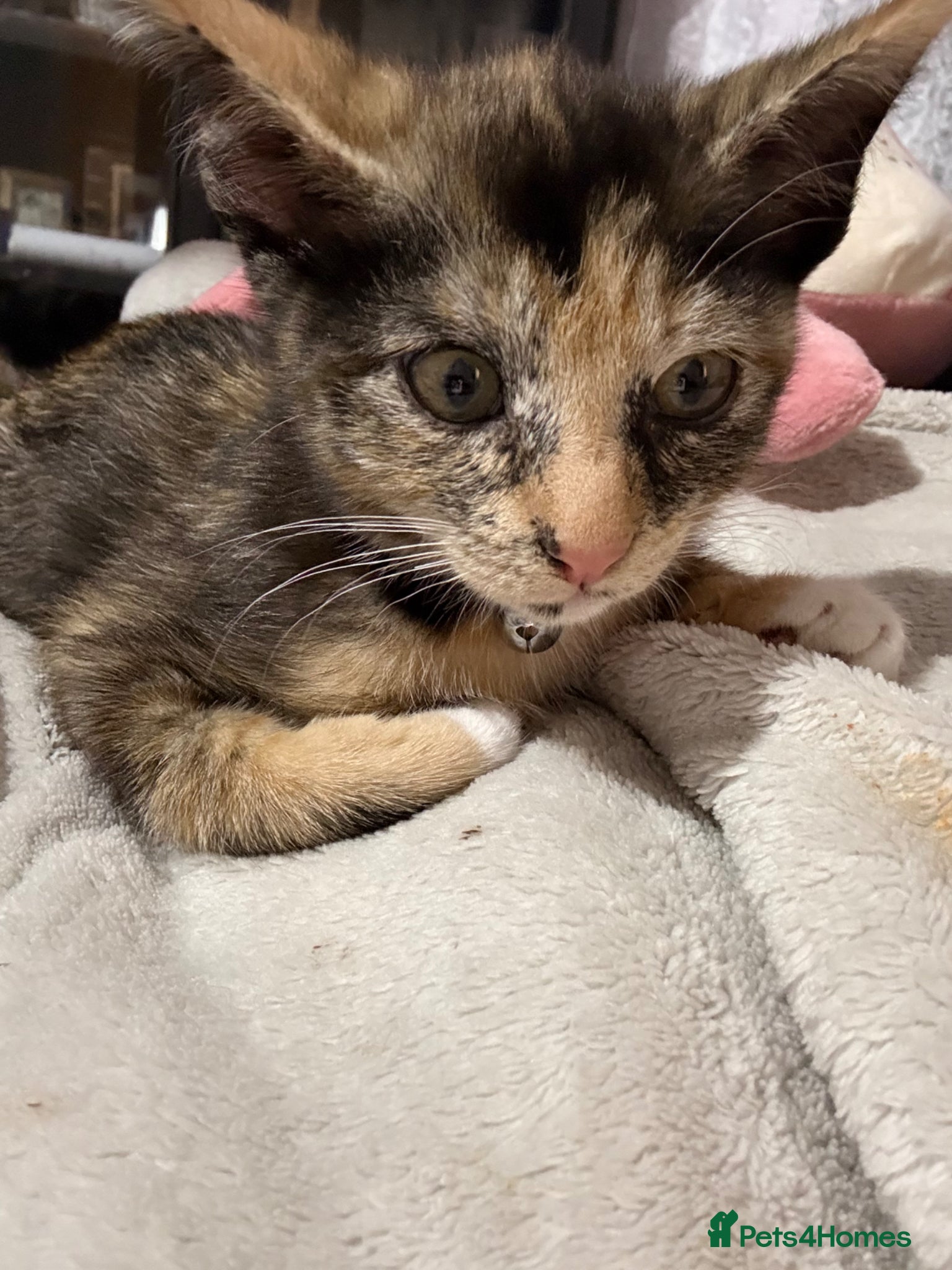 Siamese cats  Half Siamese tortie kitten loving for lovin home  - Advert 10