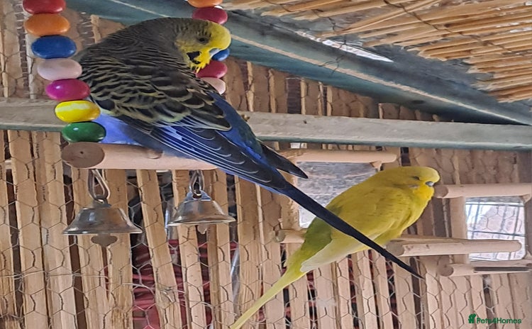 Budgerigars birds - Advert 1
