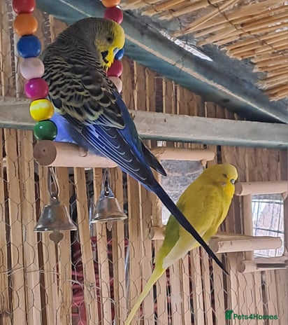 Budgerigars birds - Advert 14