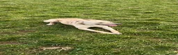 Mixed Breed dogs for sale: Whippet x collie in Pembroke Dock - Advert 3