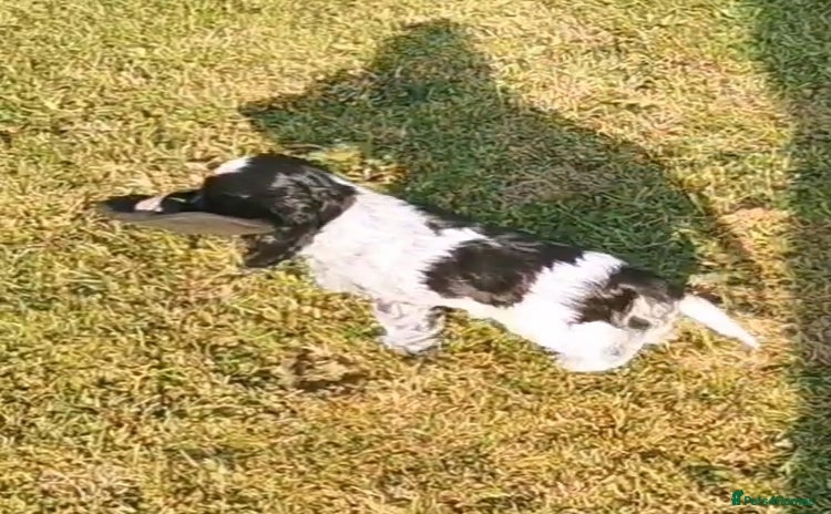 Cocker Spaniel dogs - Advert 4