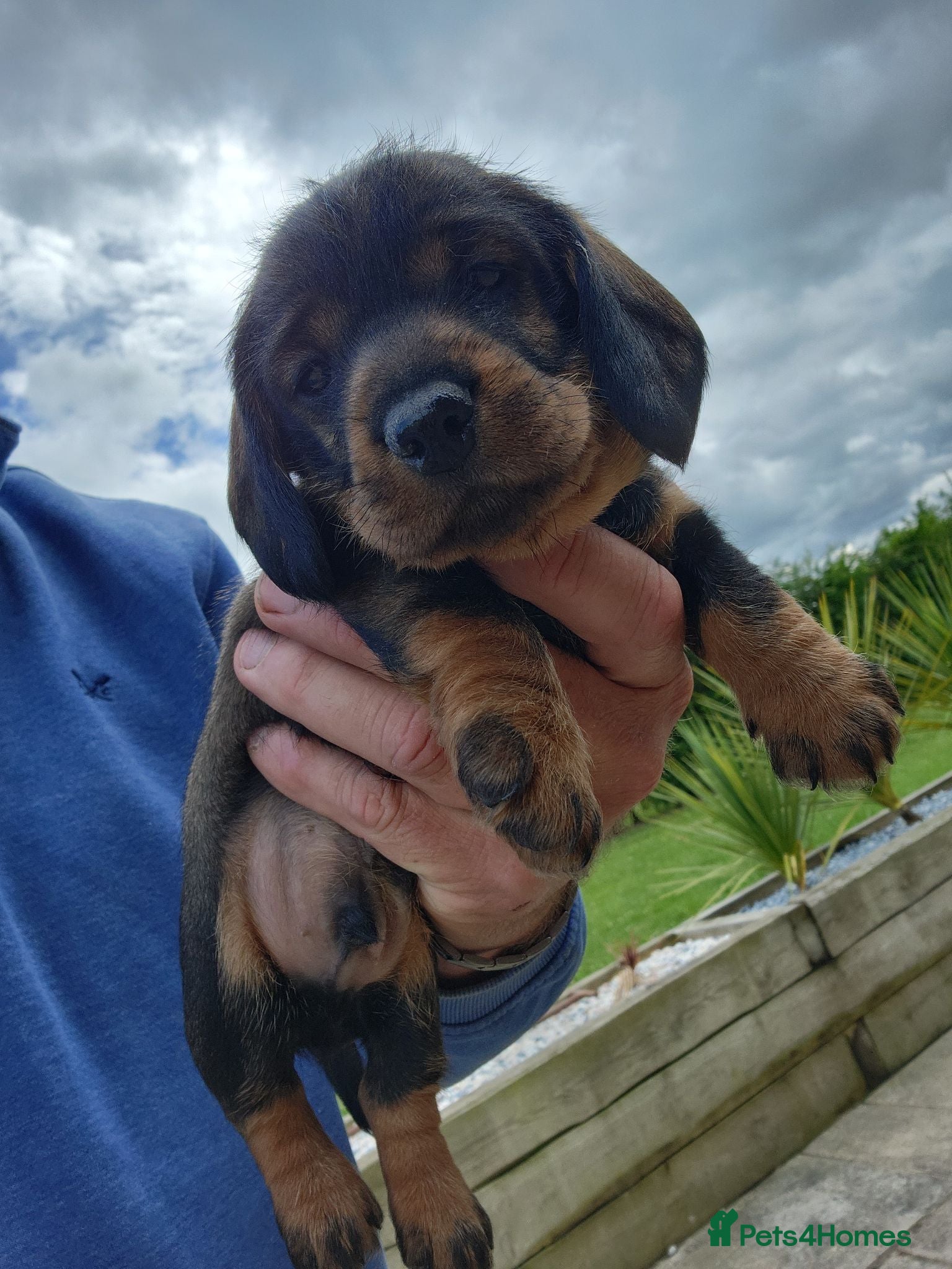 Dachshund dogs 1 left due to time wasters . Kc registered teckel  - Advert 17