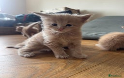 Maine Coon cats for sale: ✨Stunning Maine Coon Kittens✨ - Image 12
