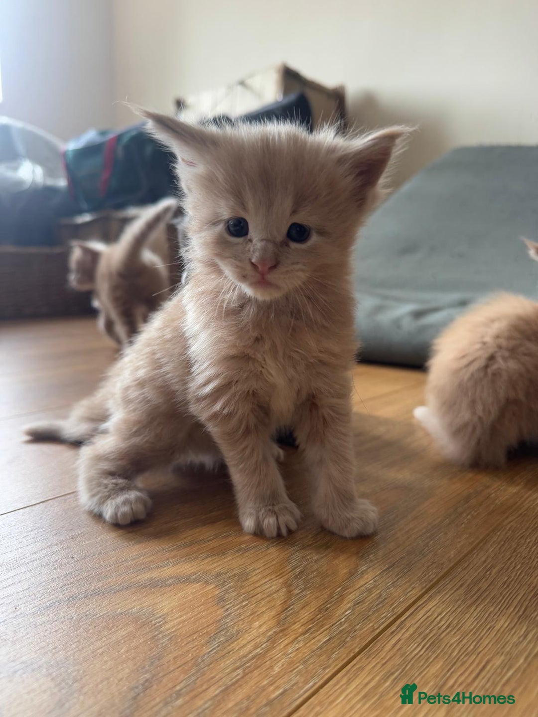 Maine Coon cats for sale: ✨Stunning Maine Coon Kittens✨ - Image 12