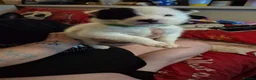 Mixed Breed dogs for sale: 7 beautiful Huskita’s for sale😍 - Advert 4