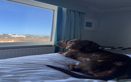 Miniature Dachshund dogs for stud: RODNEY  - Image 1