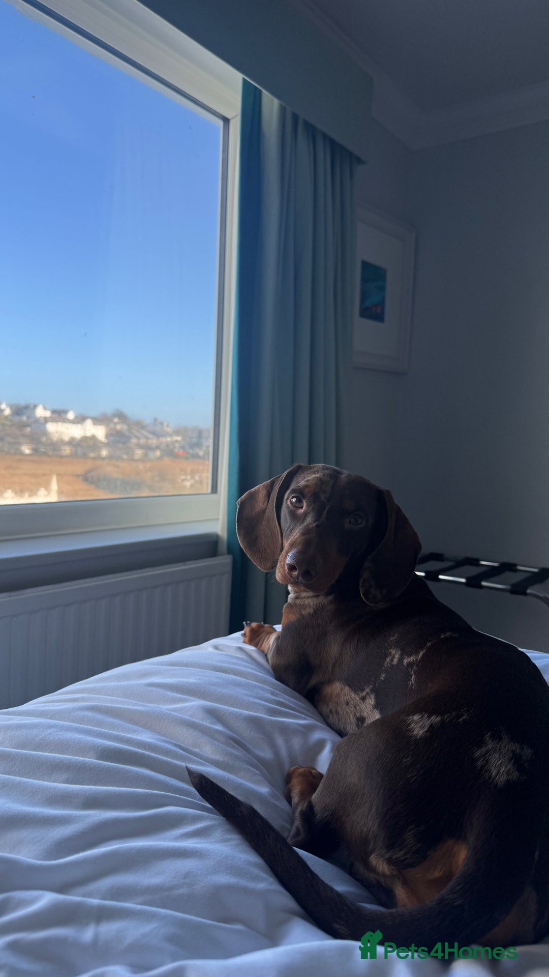 Miniature Dachshund dogs for stud: RODNEY  - Image 1