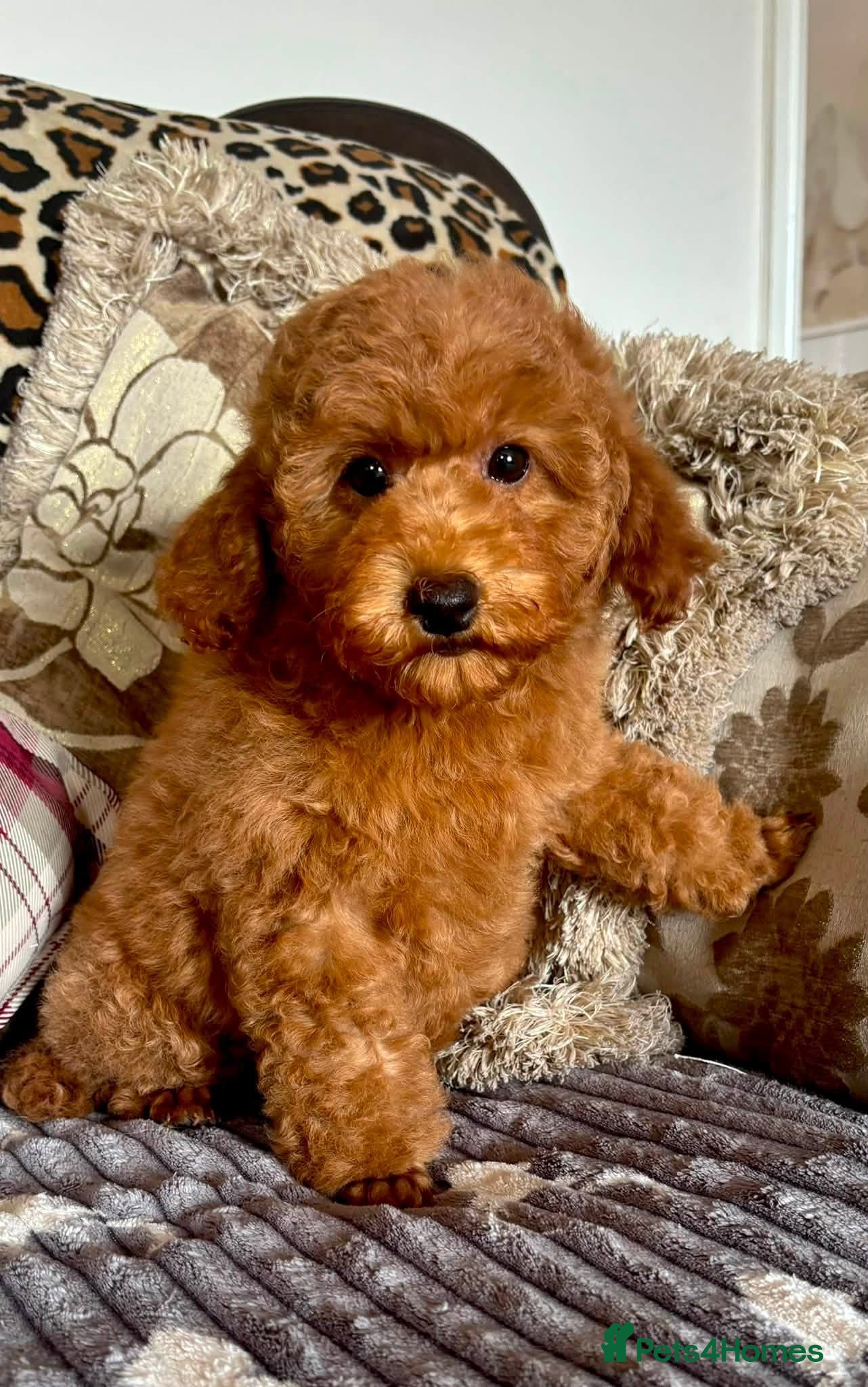 Miniature Poodle dogs KC Reg Miniature Poodle Girl Available Now - Advert 6
