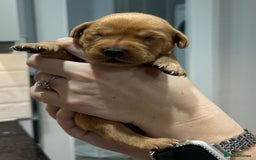 Labrador Retriever dogs for sale: 10 Beautiful Fox Red Labrador Puppies - Image 15