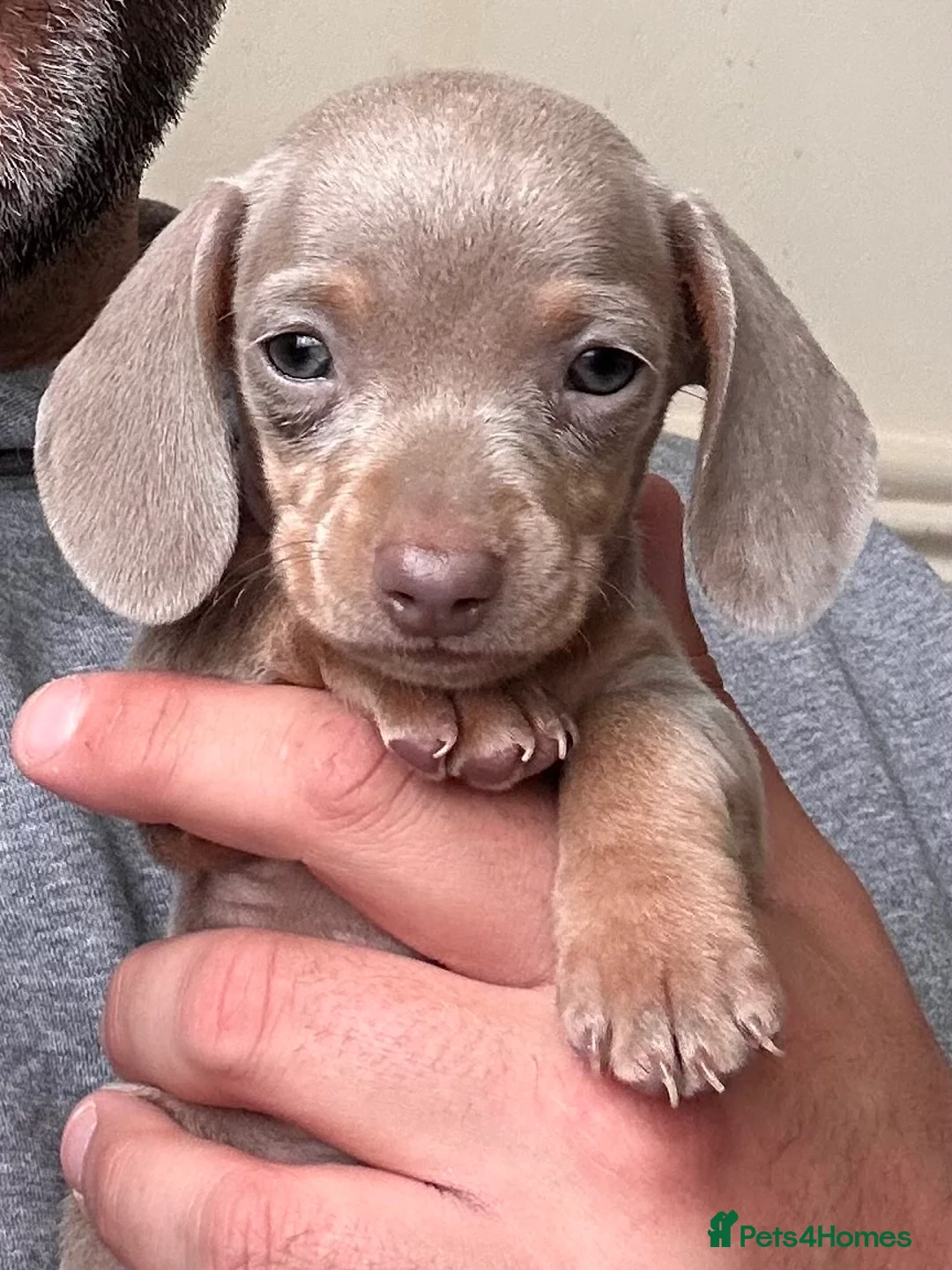 Dachshund dogs for sale: Beautiful Miniature Dachshund Puppies  - Advert 2