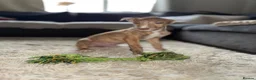 Lurcher dogs for sale: Bull grey kelpie collie saluki whippet  - Advert 10