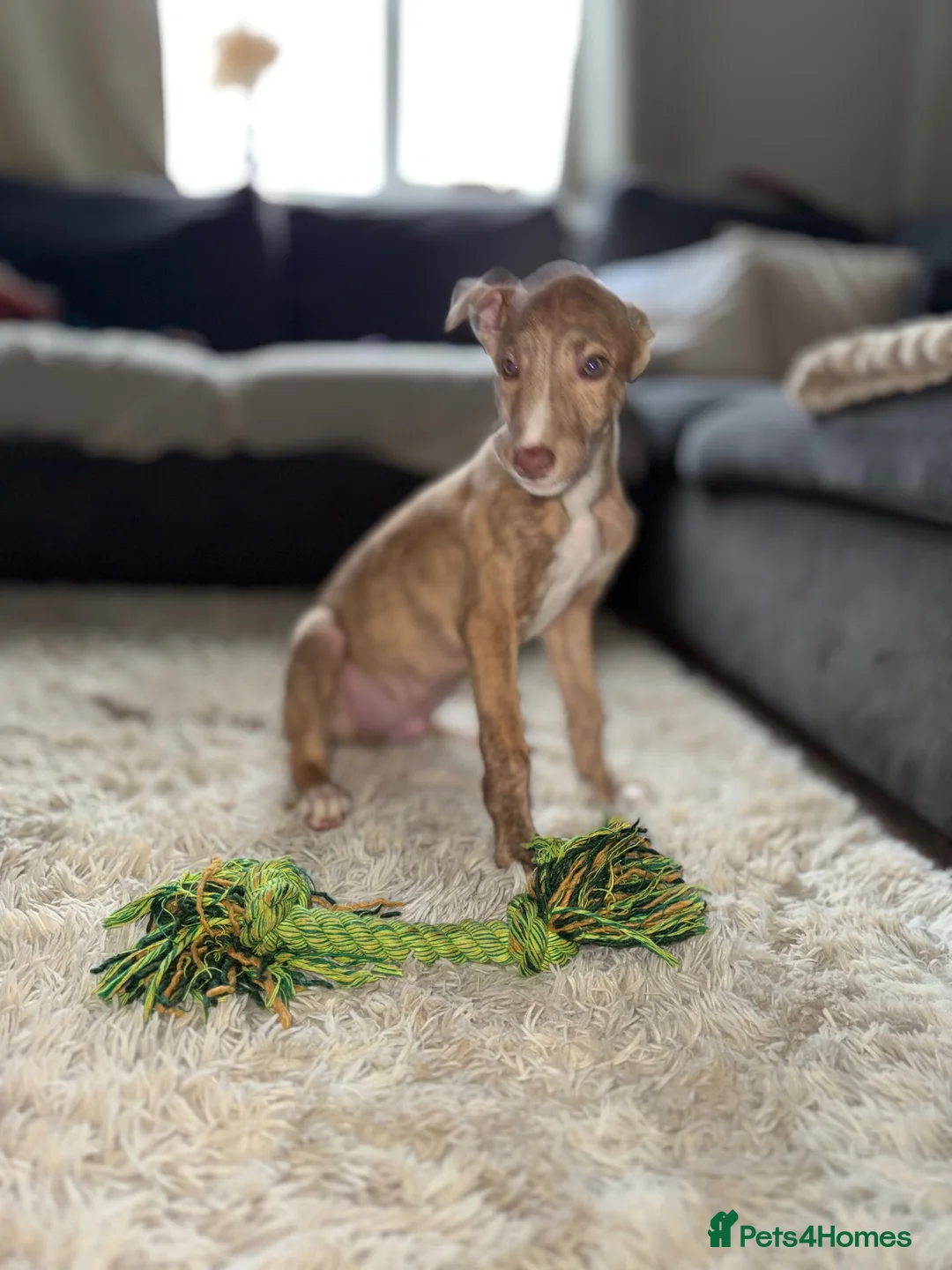 Lurcher dogs for sale: Bull grey kelpie collie saluki whippet  - Advert 10