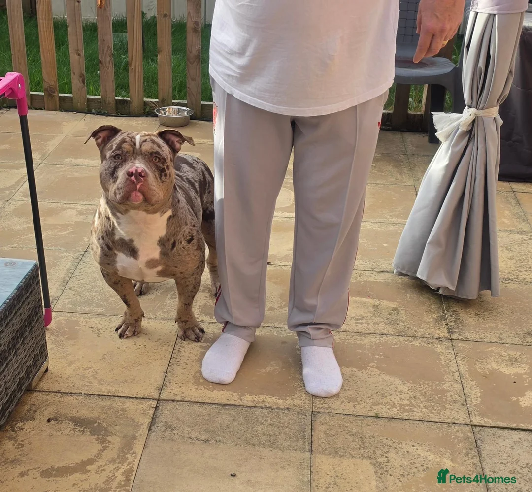 American Bully dogs for sale: American bully in Gloucester - Advert 4