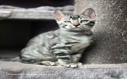 Bengal cats for sale: Gorgeous Silver and Charcoal Bengals  - Image 6