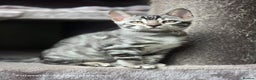 Bengal cats for sale: Gorgeous Silver and Charcoal Bengals  - Advert 6