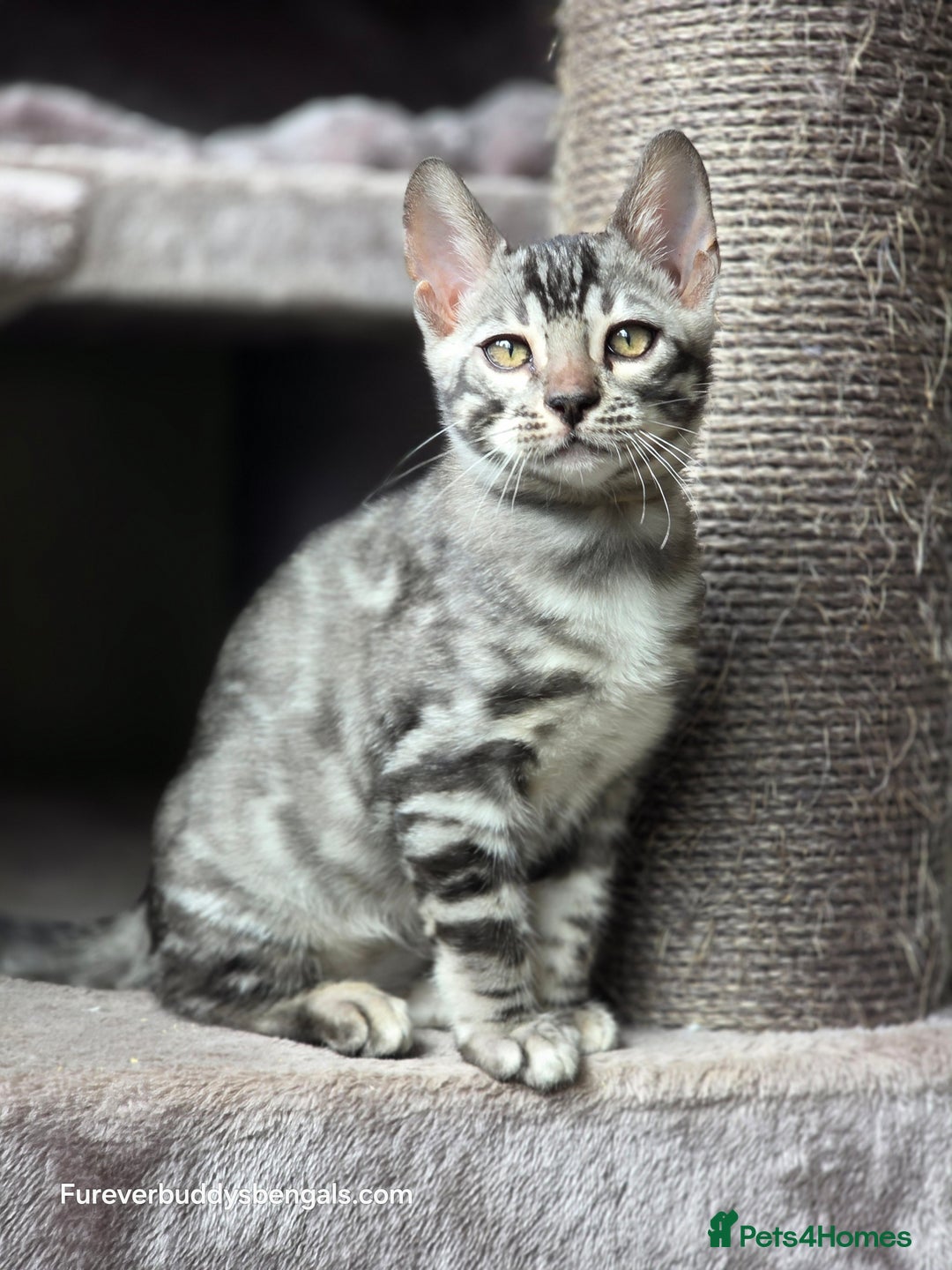 Bengal cats for sale: Gorgeous Silver and Charcoal Bengals  - Image 6
