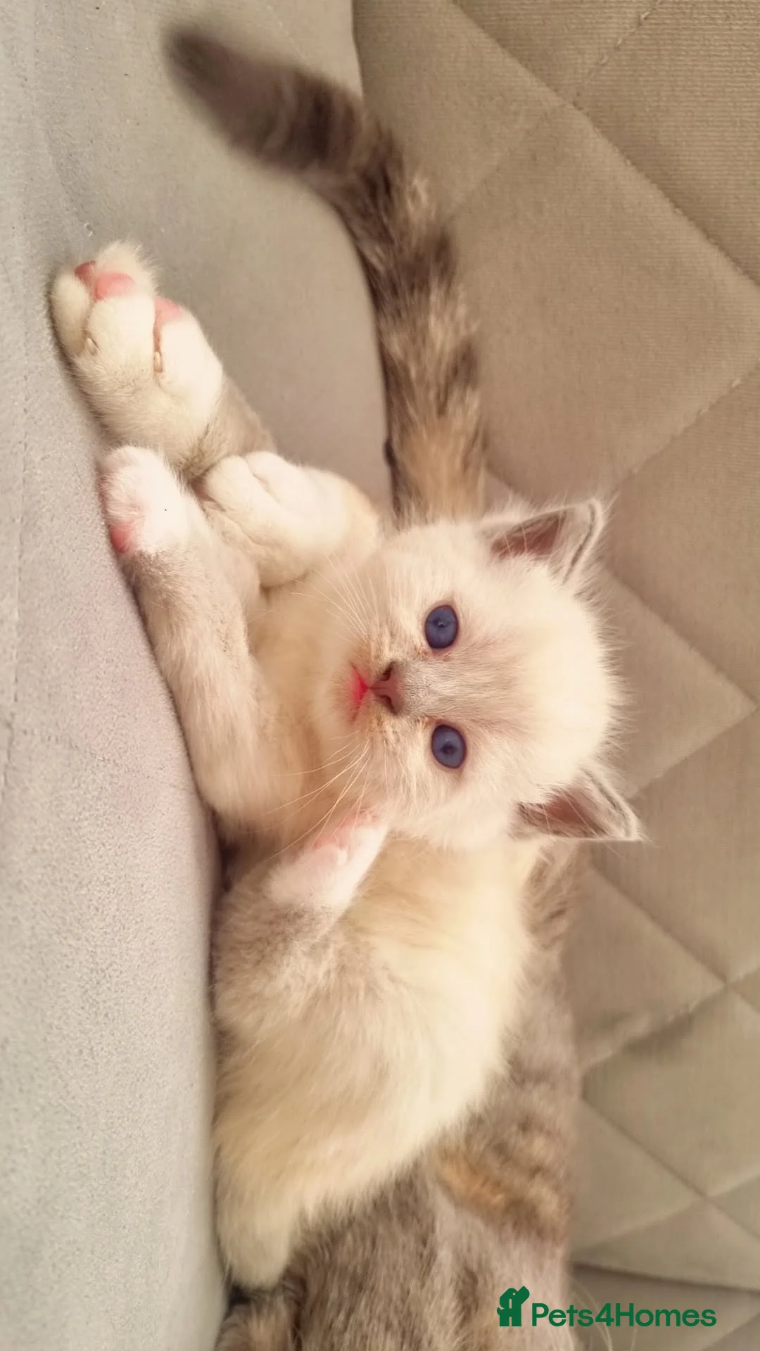 British Longhair cats for sale: Kitten&British long hair and persian - Advert 1