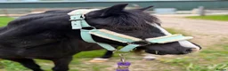 Other Breed horses for sale: Beauty by name beauty by nature  - Advert 4