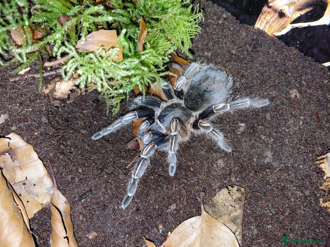 Tarantulas invertebrates for sale: Costa Rican Zebra - Advert 2