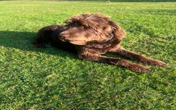Labradoodle dogs for sale: Sadly looking for a new home labradoodle  - Image 4