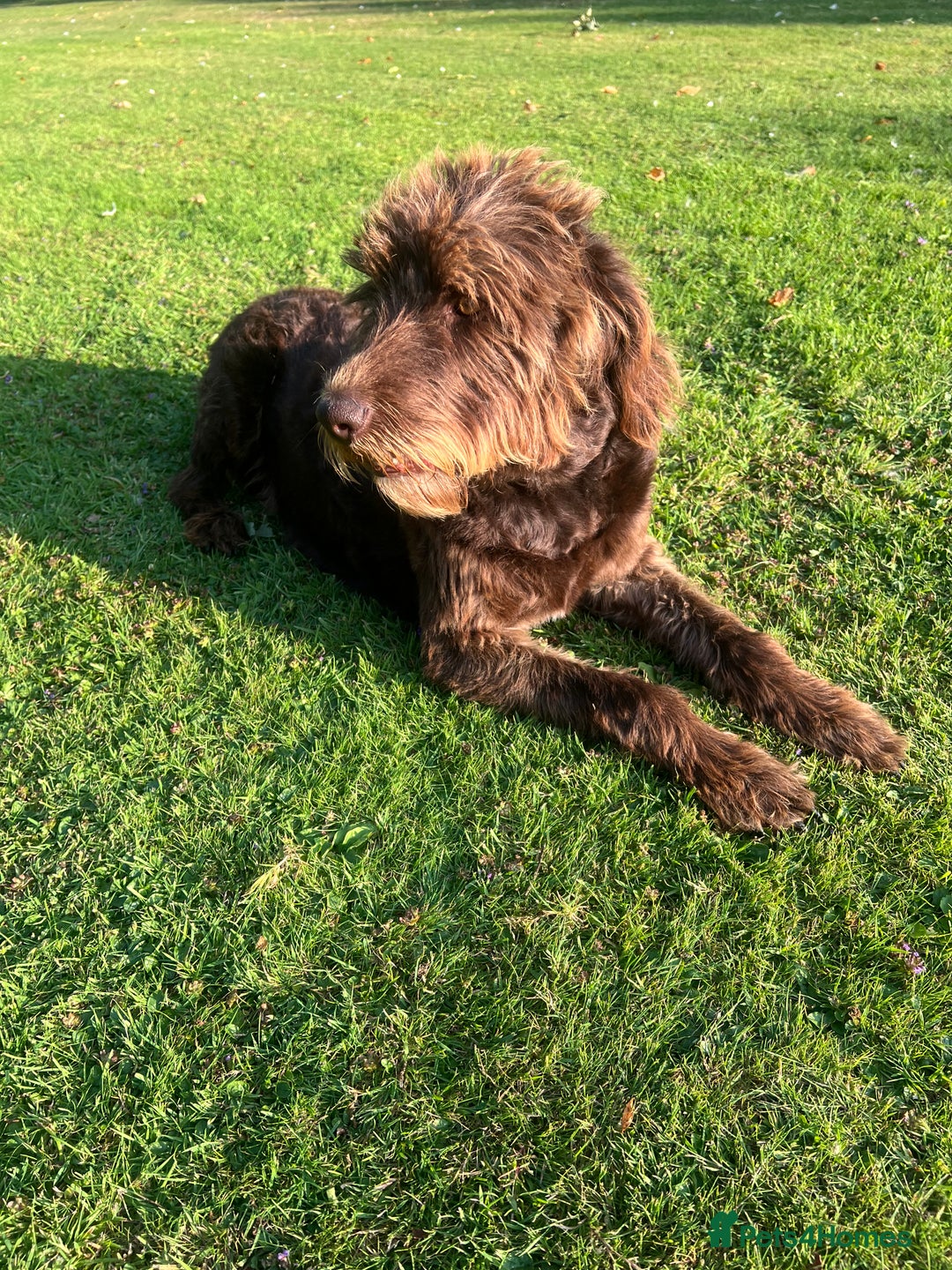 Labradoodle dogs for sale: Sadly looking for a new home labradoodle  - Image 4