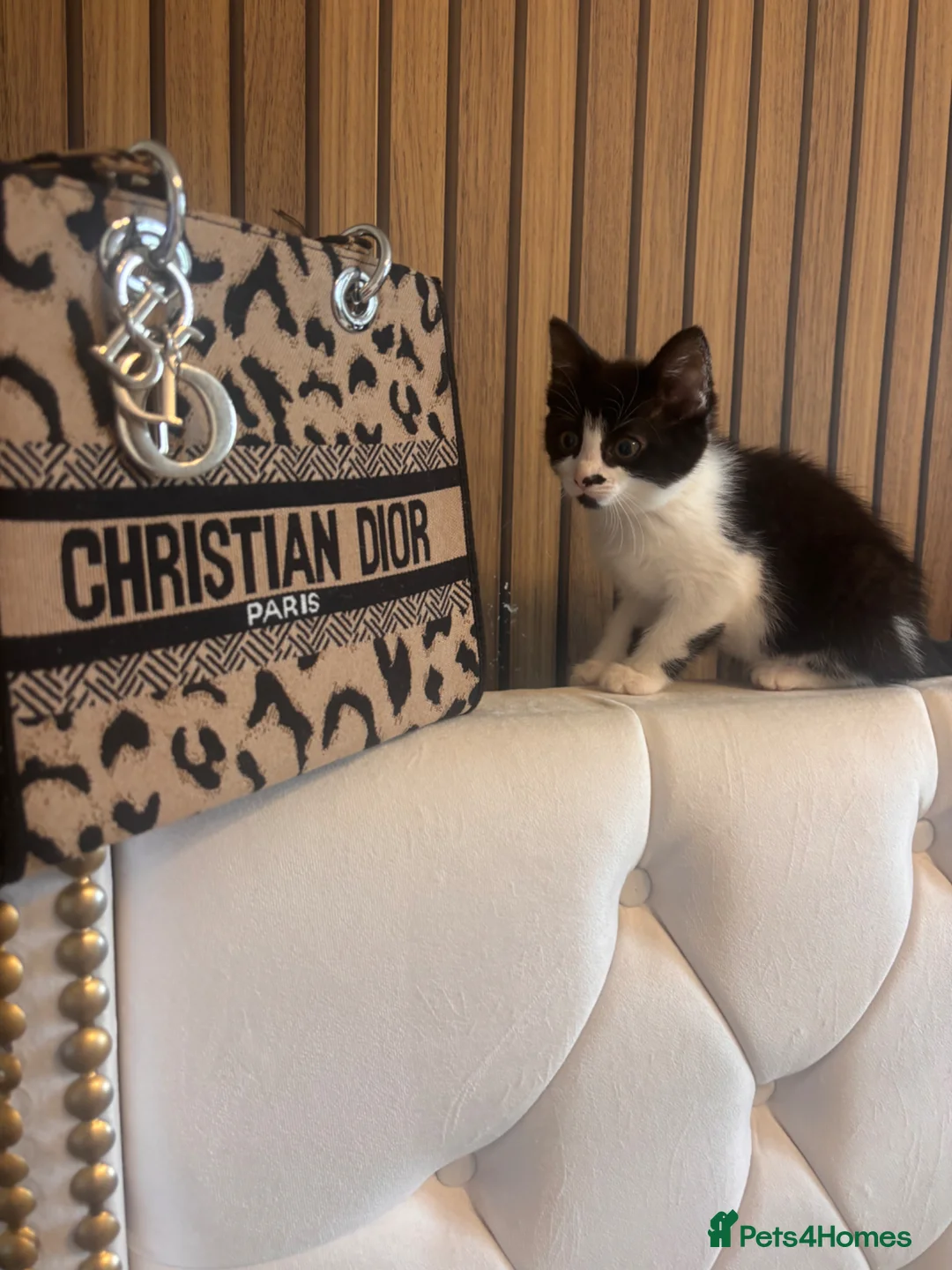 Mixed Breed cats for sale: Beautiful Babies  - Advert 3